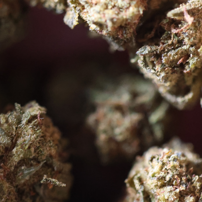 Kali Kush